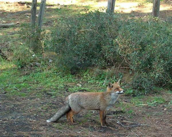 Podere I Casaloni - La casa nel bosco Torniella Esterno foto